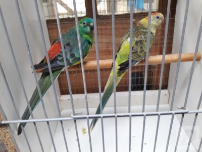 Images 0