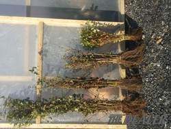 Images 2