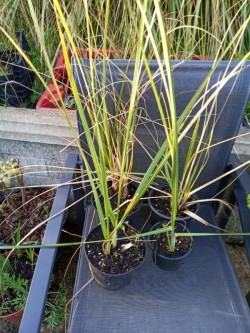 Images 2