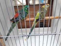 Images 0