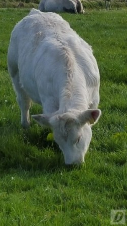 Images 1