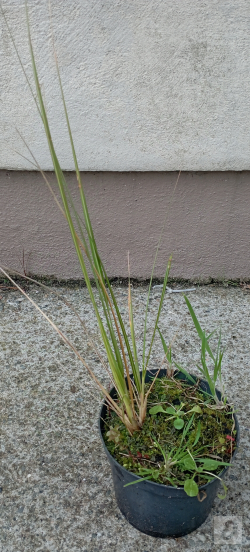 Images 2