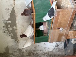 Images 1