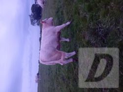 Images 1