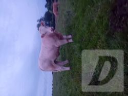 Images 2