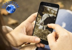 Calving Camera on your Mobile Phone 