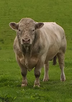 Purebred Charolais Bull 