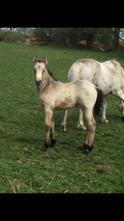 Horse and foal 