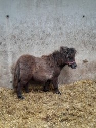Miniature mare 1yr old 