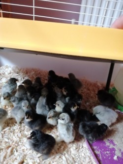 Pekin bantam chicks 