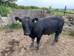 Aberdeen Angus Bull Pure Bred for sale