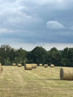 Good quality round bale hay for sale 