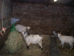 For sale Pigmy Goats 