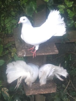 White Fantail Pigeons.  