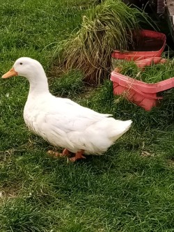 5 Aylesbury ducks for sale  