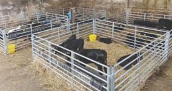 Cattle & Sheep Handling Systems 