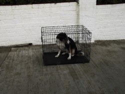 3 Dog Enclosures 