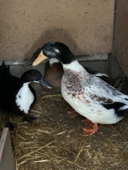9 month old ducks  