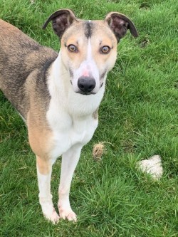 Boomer, a pet Lurcher is looking for his forever home 