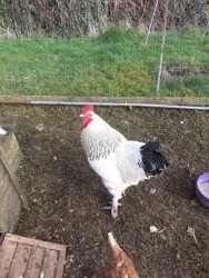 Light sussex rooster 