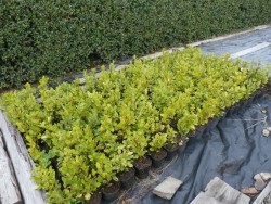 QUANTITY OF GARDEN  HEDGING FOR SALE. 