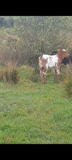 Big Partnerise cow with red roan heifer calf  