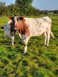 Super Roan Shorthorn cow and calf  