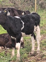Fresian bull calfs reared 