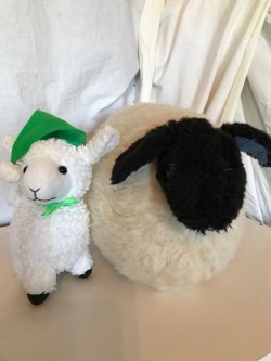 Sheep and lamb  