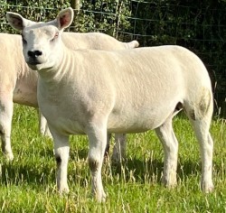 Four Quality Pedigree Texel Gimmers 