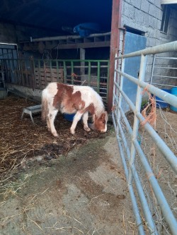 Piebald yearling colt 