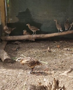 Pheasants 