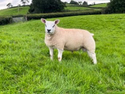 Top Quality Texel Pedigree Ram Lambs 