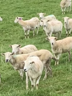 Easy Care breeding ewes for sale 