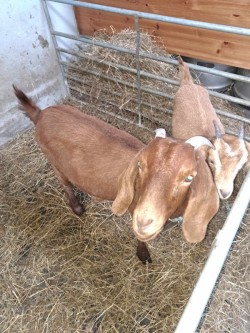 Goats for Sale  