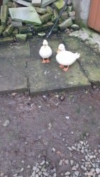 pair  of  pure  bred  white  call ducks   
