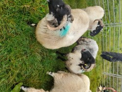 Horned hoggets and ewe lambs for sale 