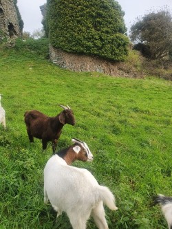 2 female goats 