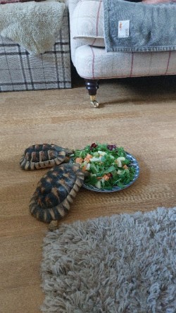 Tortoises 
