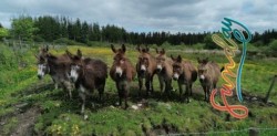 Donkeys for sale  