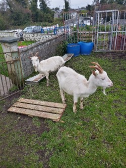 Goats female (2) 