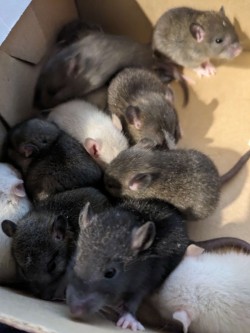 Baby Rats 