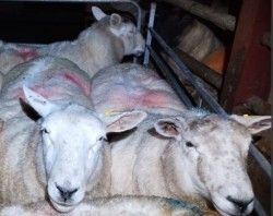 In-Lamb Ewes 