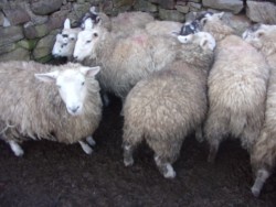 Hilltex ewe lambs (5) 