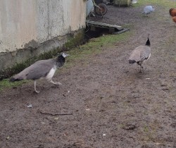 Peahens 