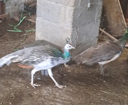 Peacocks  