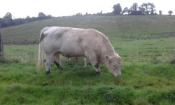 Young purebred charolais bull 11 months old. 
