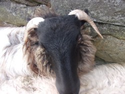 Mayo ewe lambs (3) 
