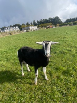 3X Female Goats for sale  