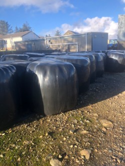 Bales of silage for sale  